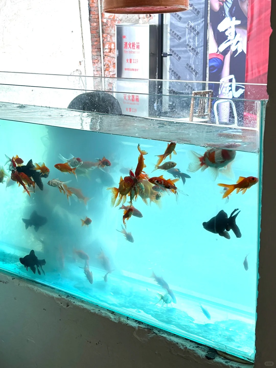 因为一个鱼缸去了一家店
杭州新开的咖啡店 很梦幻很治愈
店里的鹦鹉会说话超级可爱