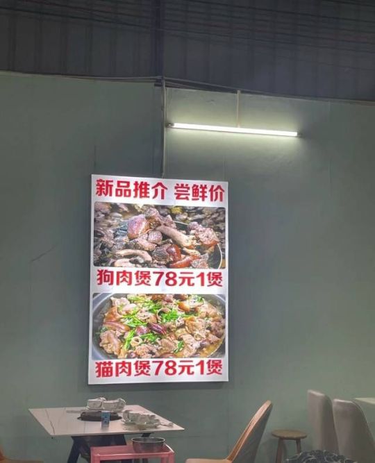 惊着了，饭店有狗竟也有猫