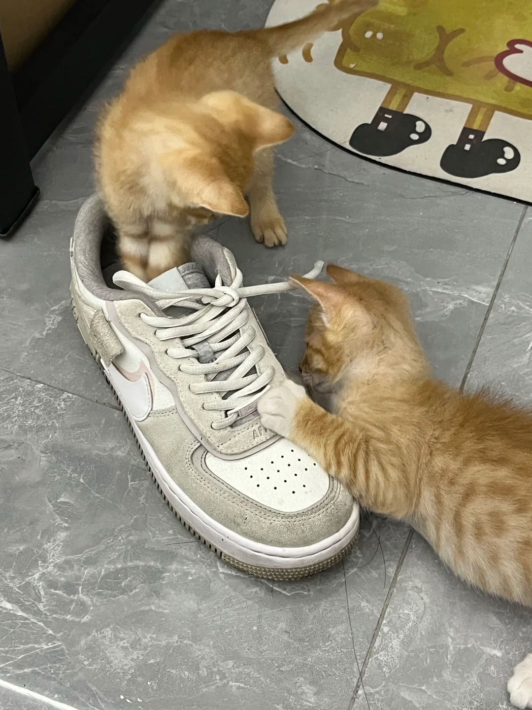 想要一个全是橘猫的评论区
一只长毛橘一只短毛橘