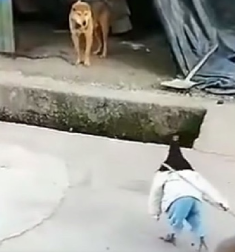 狗:第一眼我都没认出来你是什么东西