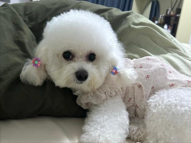 比熊犬，萌化人心，优点多多，养狗首选！
