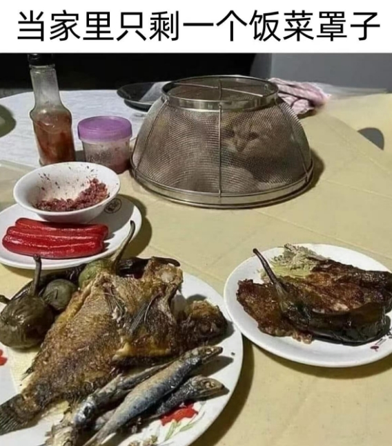 当家里就剩了一个饭菜罩子，你说盖得对不对？[哭笑不得]