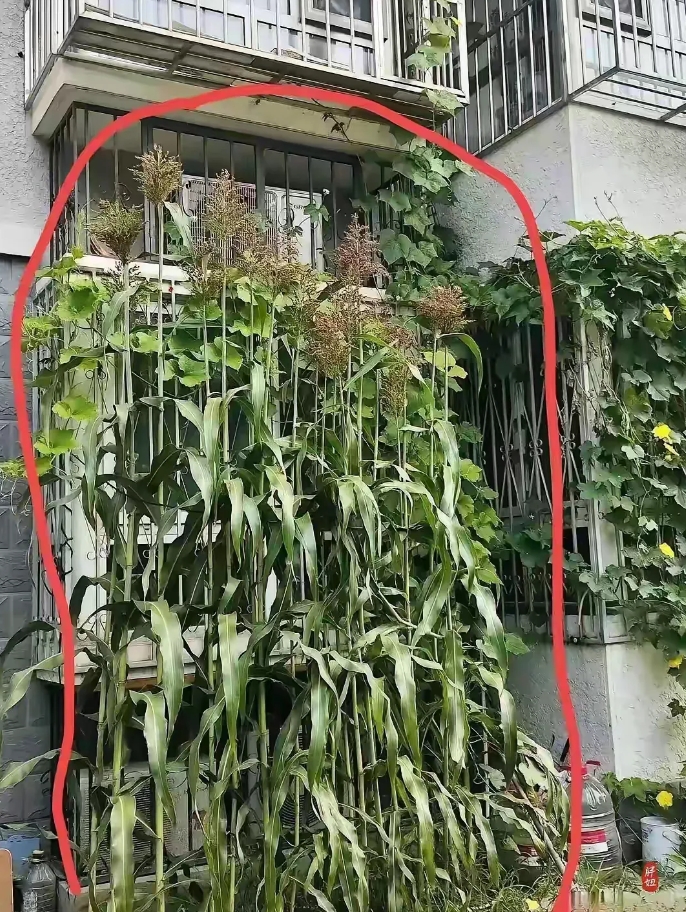 陕西，一女子去看望居住在外地的大姨，意外看到大姨家的窗户外长了很多又细又高的植物