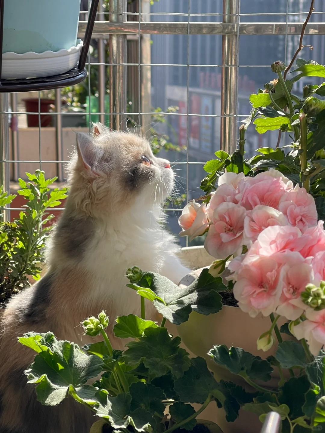 在阳光下盛放
啊啊啊啊每一张都好爱！
在晒衣服
转头一看
不得了这么好看
立马跑