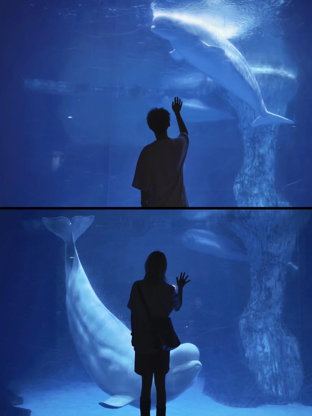 深海奇遇｜探寻海洋精灵的传说🐳