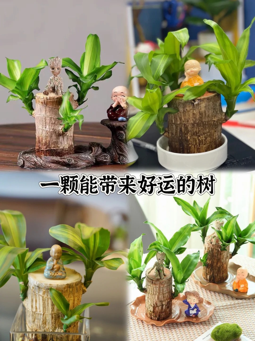巴西木开花，寓意这么大！