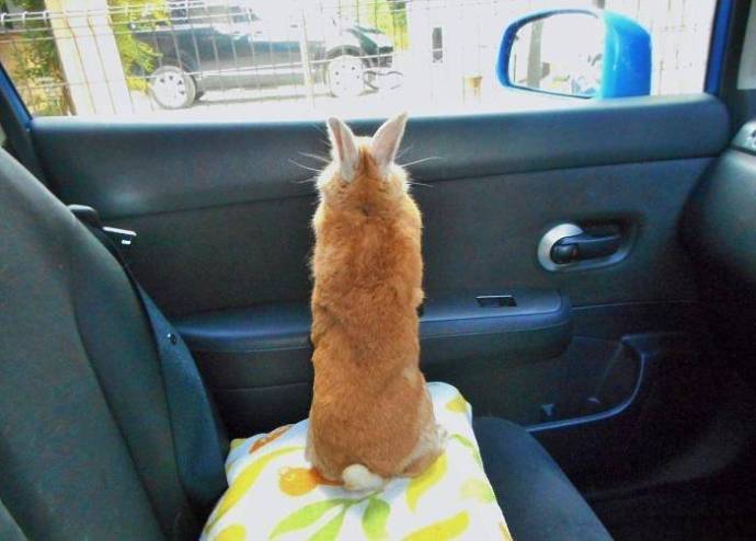 伸长了脖子也看不到