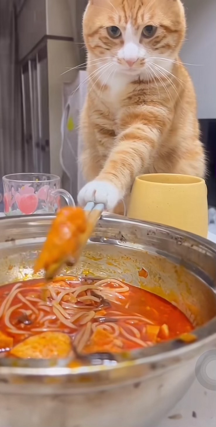 猫能照顾你吗？