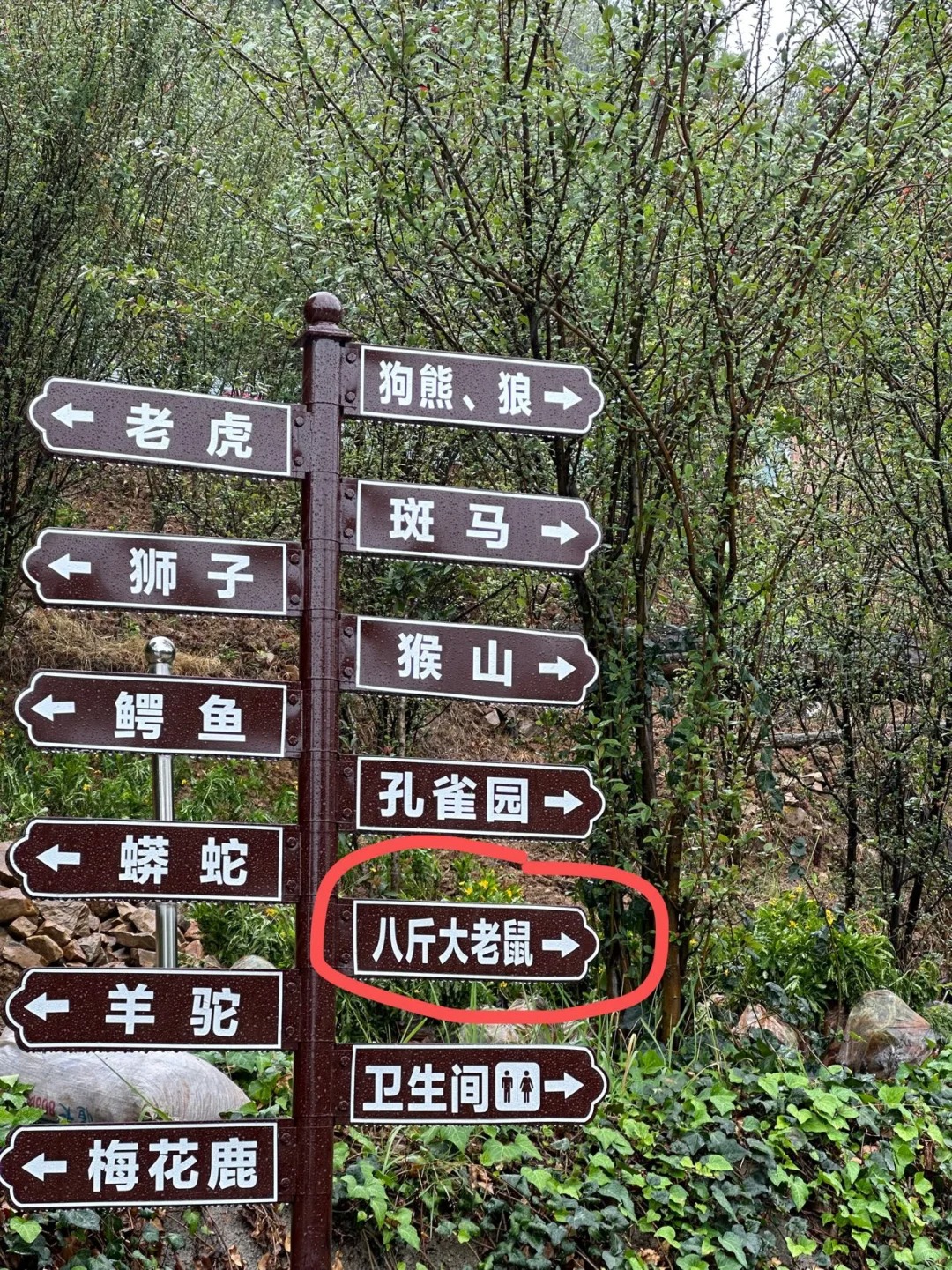 本以为是卡皮巴拉……结果……
真行啊#水豚