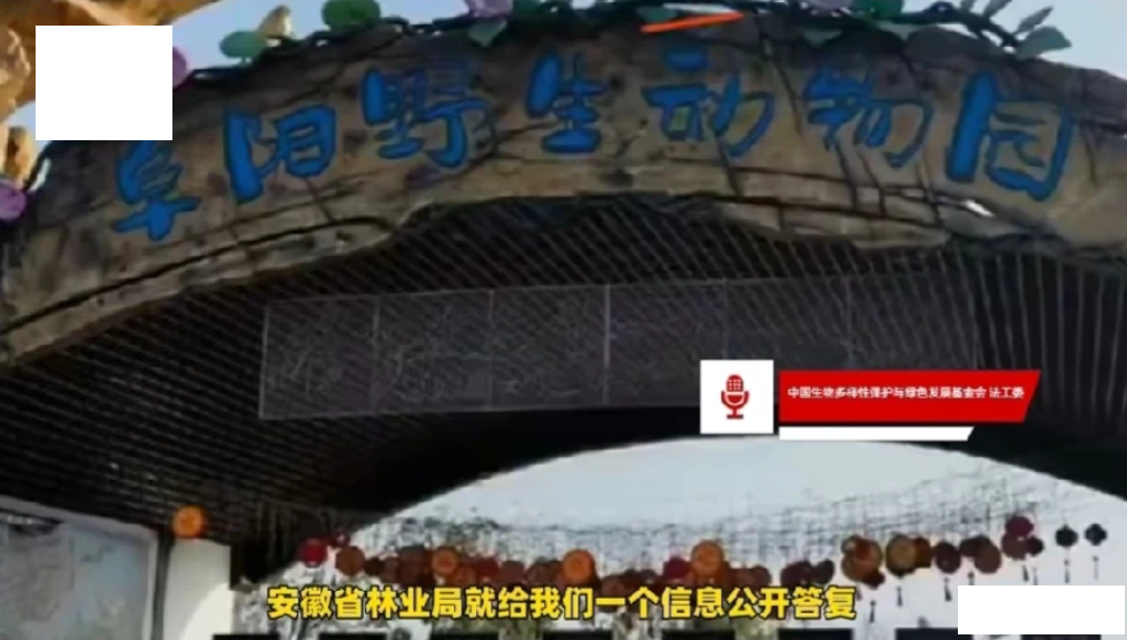 20只野生东北虎死亡，其中竟有10只幼崽，这家动物园究竟在搞什么？
为了钱财怎么
