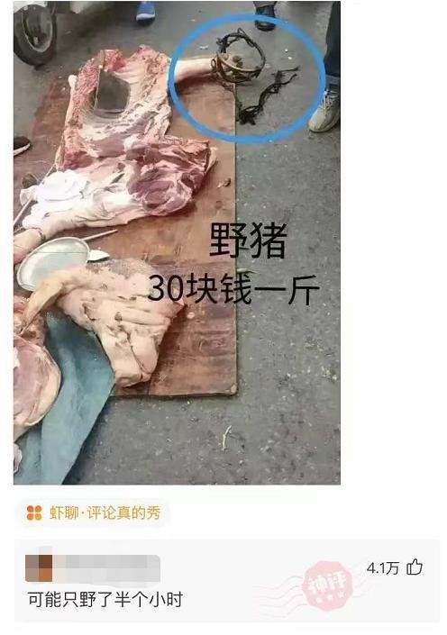 野猪30块钱一斤