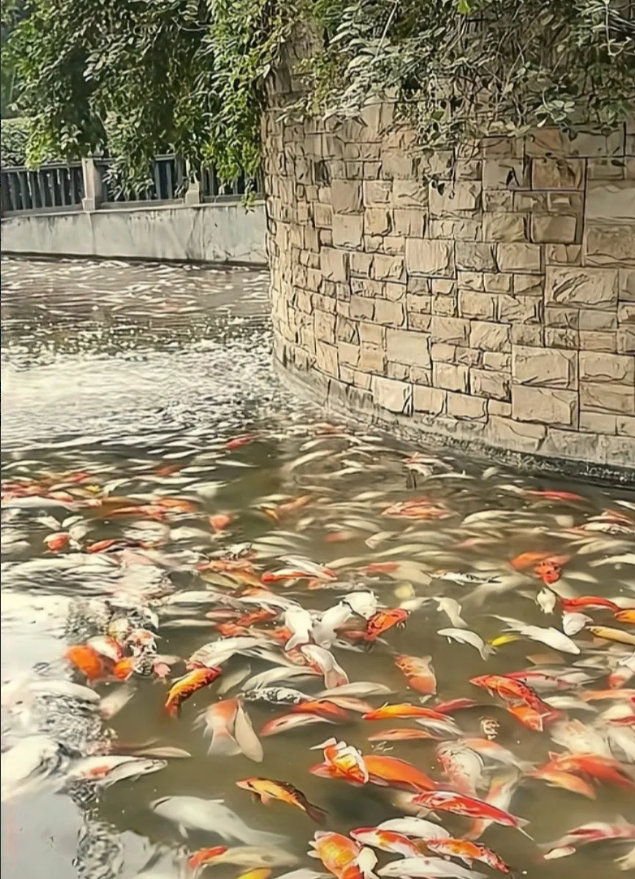 死鱼装满了三十多个编织袋，一条条大锦鲤只能拉走去做无害化处理，现场让人看着十分心