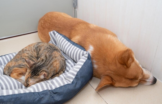 狗狗睡眠知多少，姿势多样有讲究，这些要点得记牢
