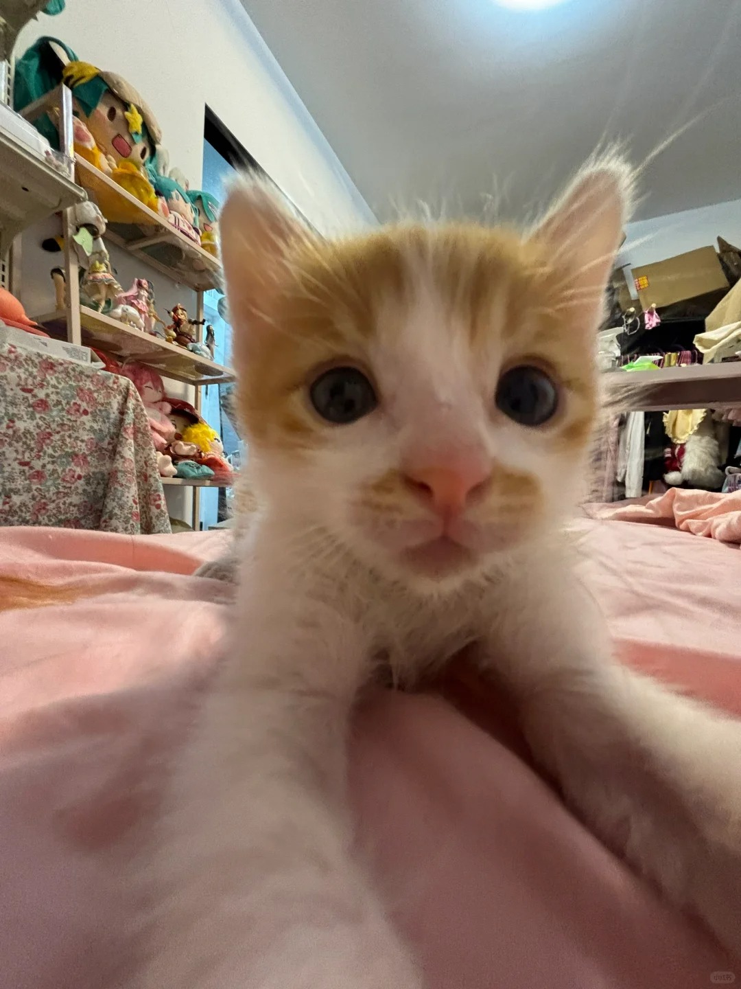小猫你可以吃掉姨姨