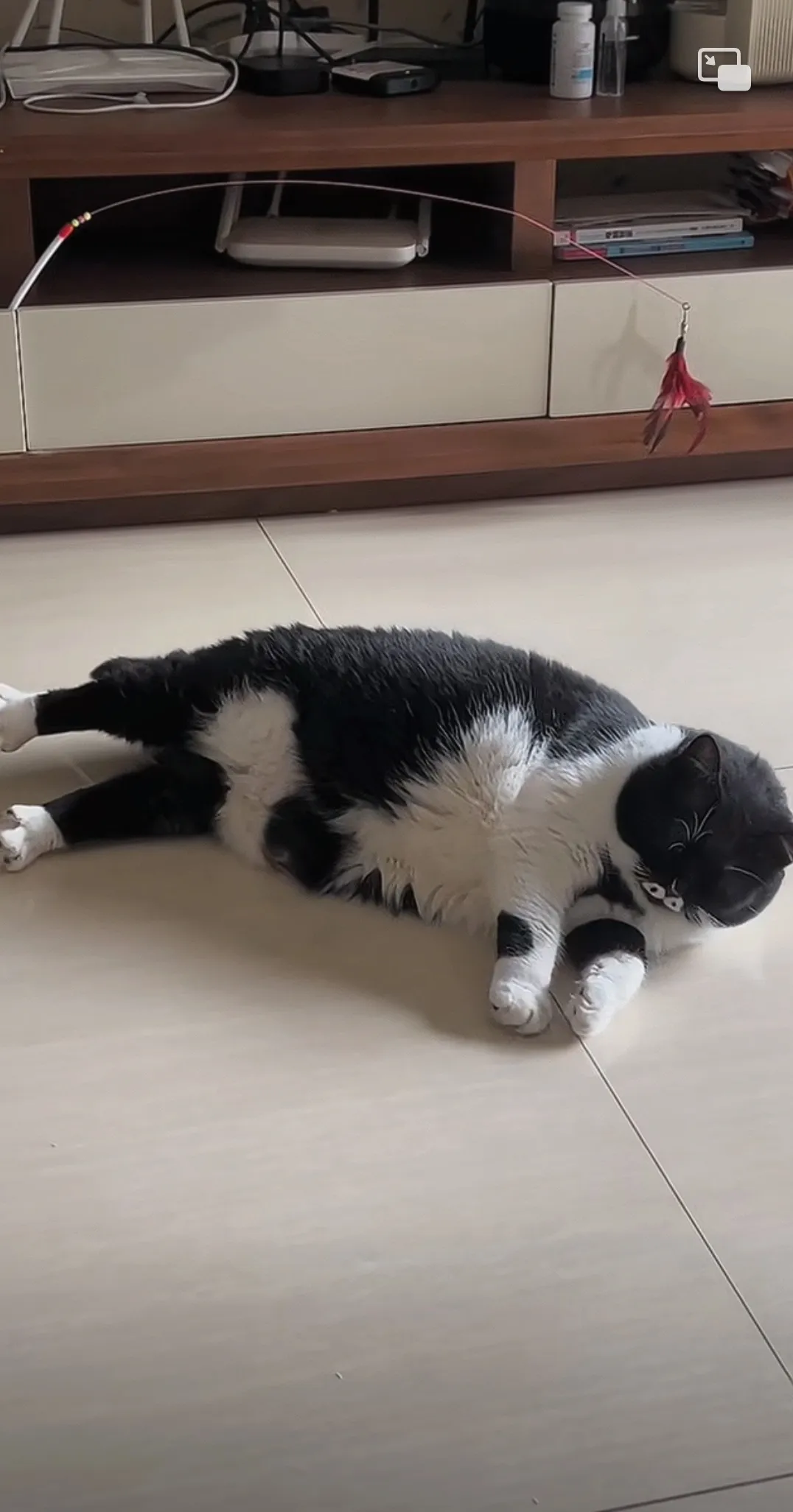 小蝴蝶发福了