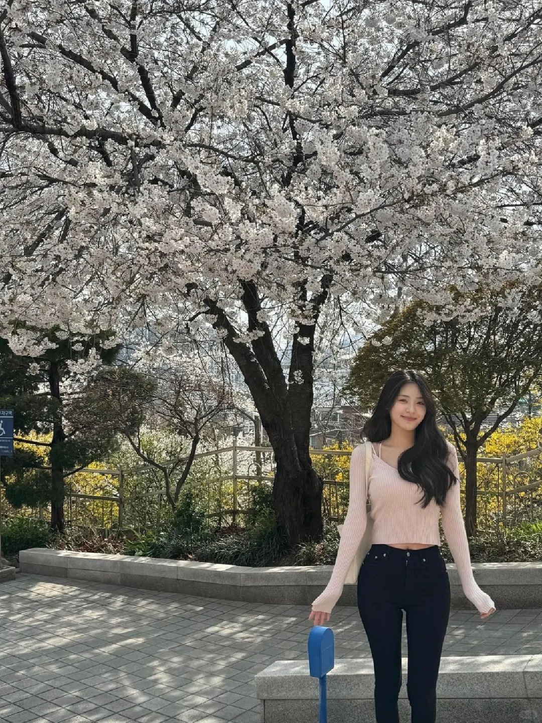 ˚𝓕𝓪𝓿𝓸𝓻𝓲𝓽𝓮｜韩国的樱花和春日🌸
樱花终于开到我们校园啦