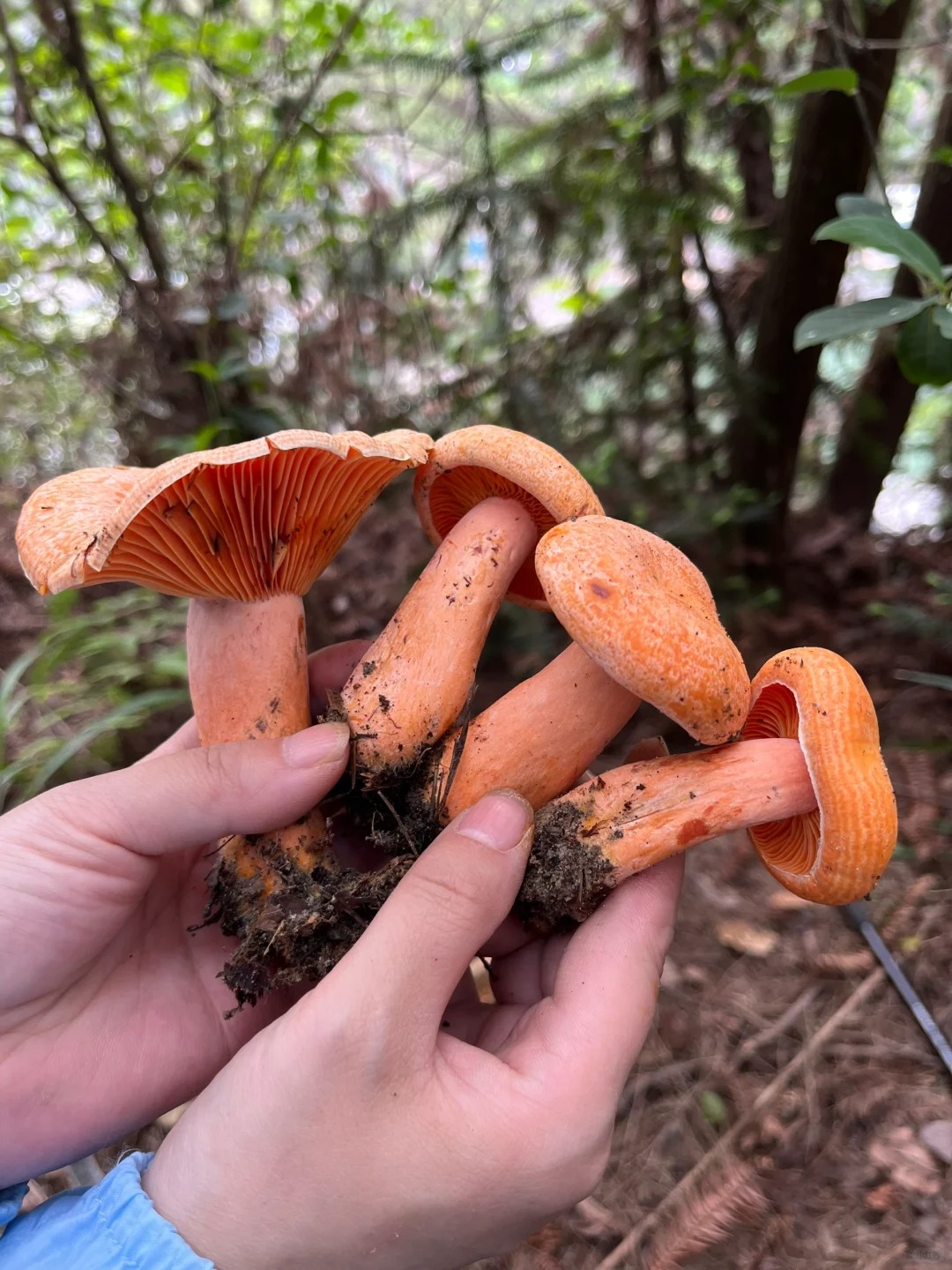 今天的九月香都是小胖子
虽然没下雨，可是捡的菌子都在胖胖的很可爱哦！