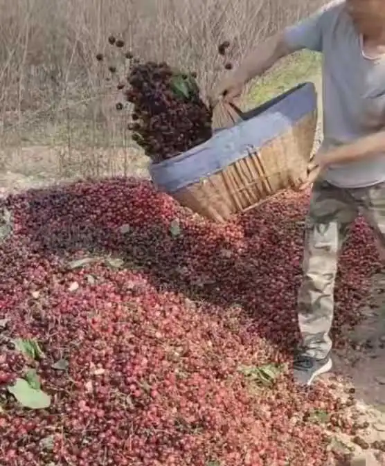 现在我还没弄明白这件事，为什么宁愿倒掉也不便宜卖呢？便宜卖的话，怎么也能回收点成