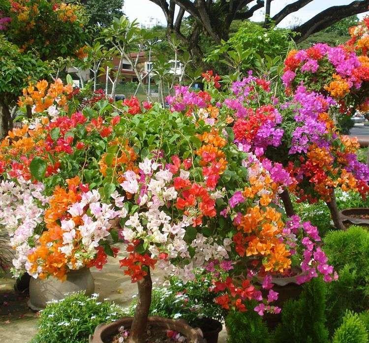 






春季 是适合养花的季节，养啥花好呢？
我个人建议养三角梅，三角梅是