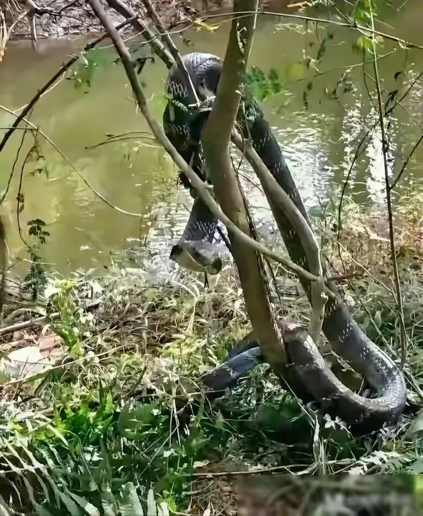 被这个咬了该看什么科