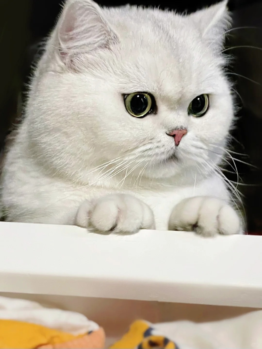 过完年宝宝好像更胖了！
过年就是吃好喝好长肉肉
ee们看看年糕是不是又胖了呀