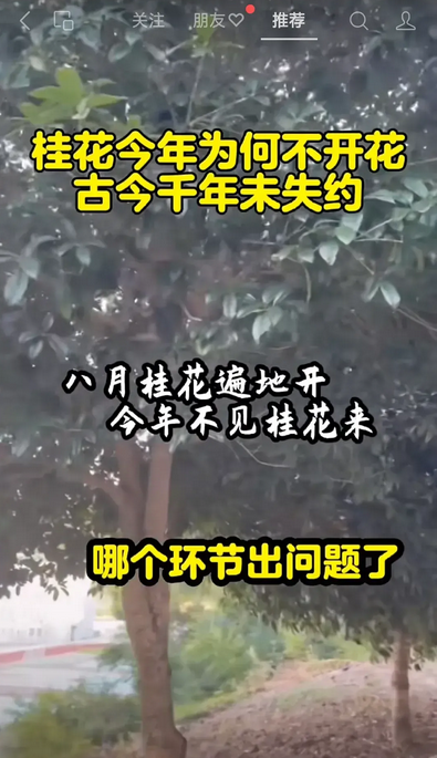 “桂花不开花，天下乱如麻。”刘伯温的这句预言在当今社会中引发了人们的深思。你所在