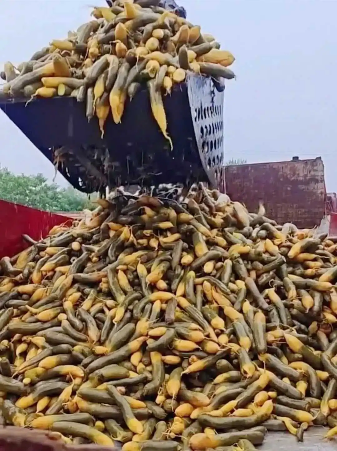 这是哪里的特产？这是茄子吗？