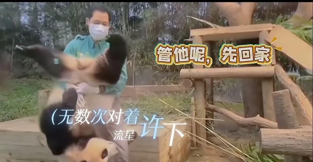 不敢相信，宋三岁来神树坪看福宝，若是真的，那真的是如愿了！

从小抱到大的熊娃，