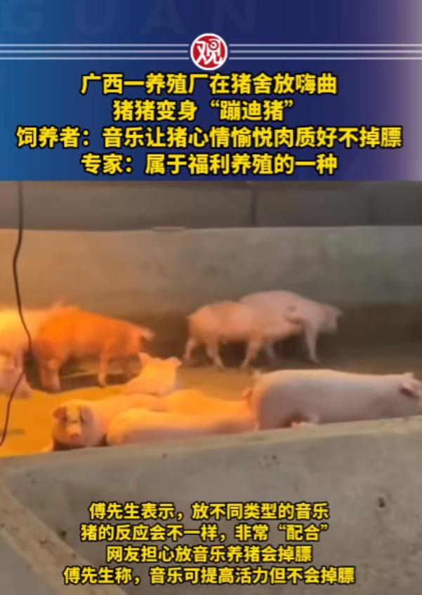 广西的一家养猪场，饲养员们发现了一种别出心裁的方法来提高猪肉的品质。他们让猪们聆