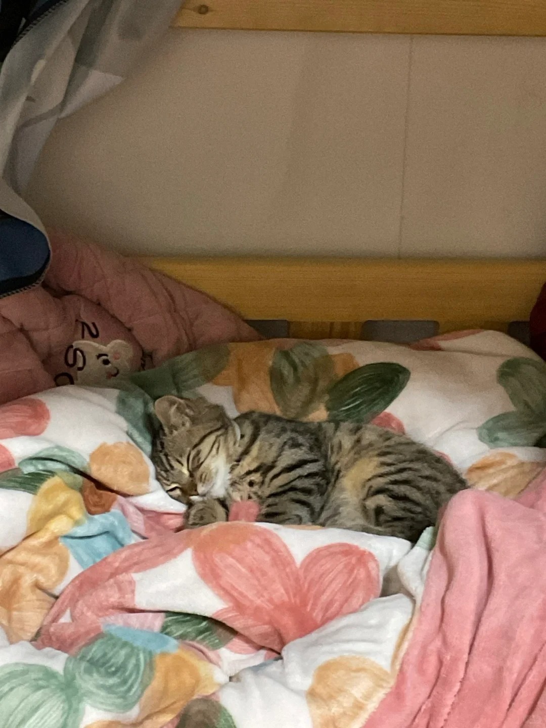 狸花猫是不是都很调皮啊😭
我家的来6个月了，已经有超多地方被抓烂了！