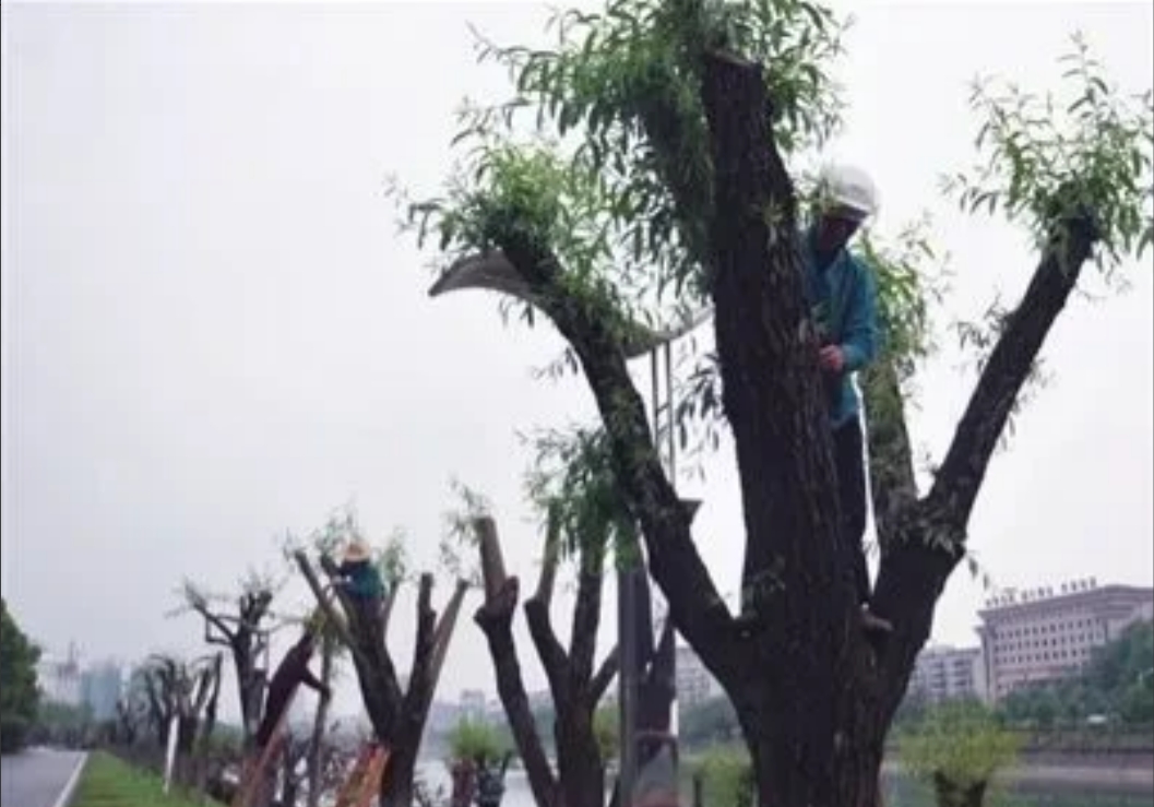 北京西城，一绿化公司因修剪树木被罚款11万。该公司不服将城管局起诉至法院，法院判