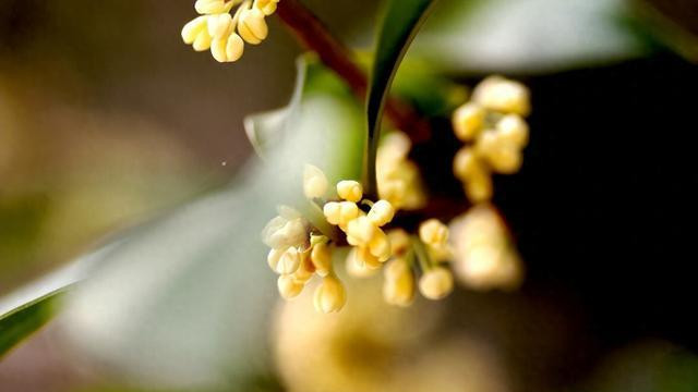 桂花、肉桂和月桂，完全不同的三种树，了解区别莫要认错和用错