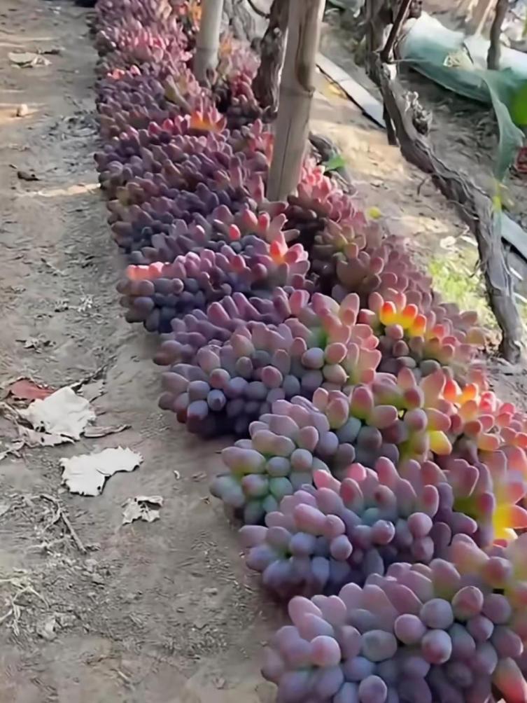    你们可曾见过扎根在地里的葡萄？  