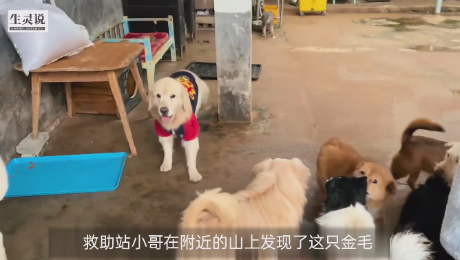 救助站小哥在附近的山上发现了这只金毛，这只金毛全身的毛发特别干净，并不像流浪狗，