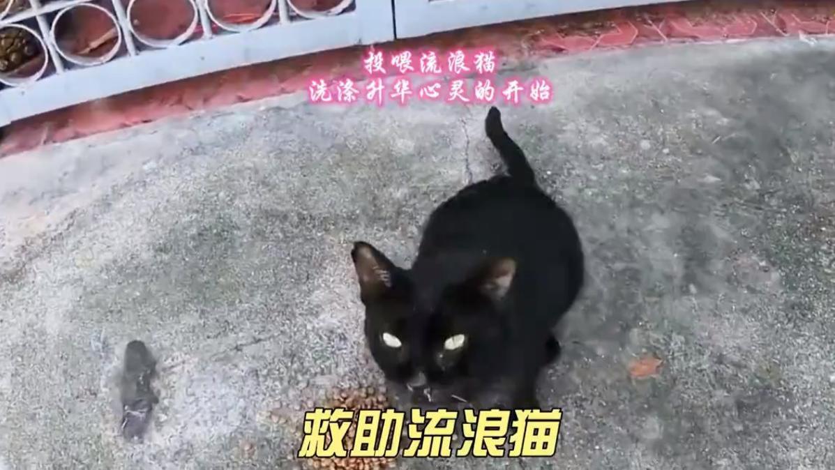 投喂流浪猫是对生命的尊重，让我对生命的意义有了不一样的见解