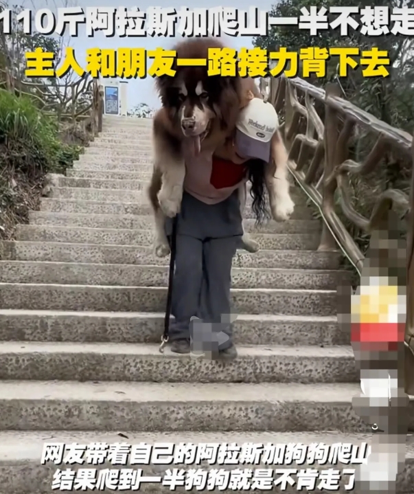 女子带着110斤重的阿拉斯加狗狗上山，走到一半的时候，狗狗趴在地上喘着气。不管女