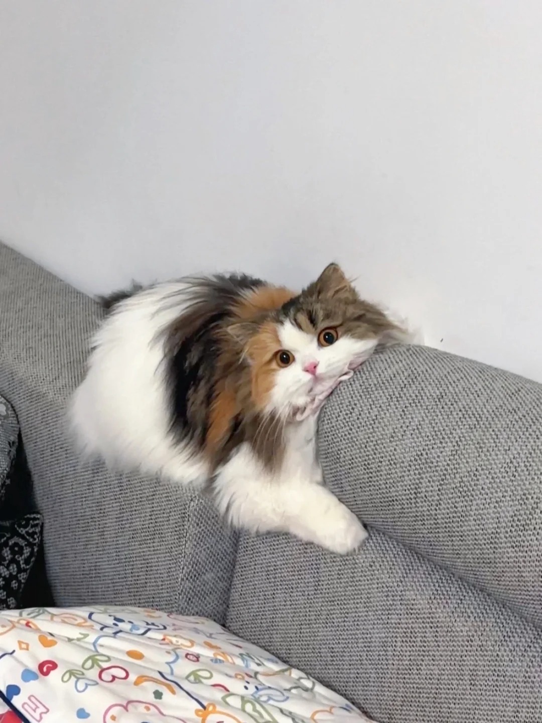 没有三花的可以开始羡慕我了
高举花门大旗！！
这才是我莓的真正美貌