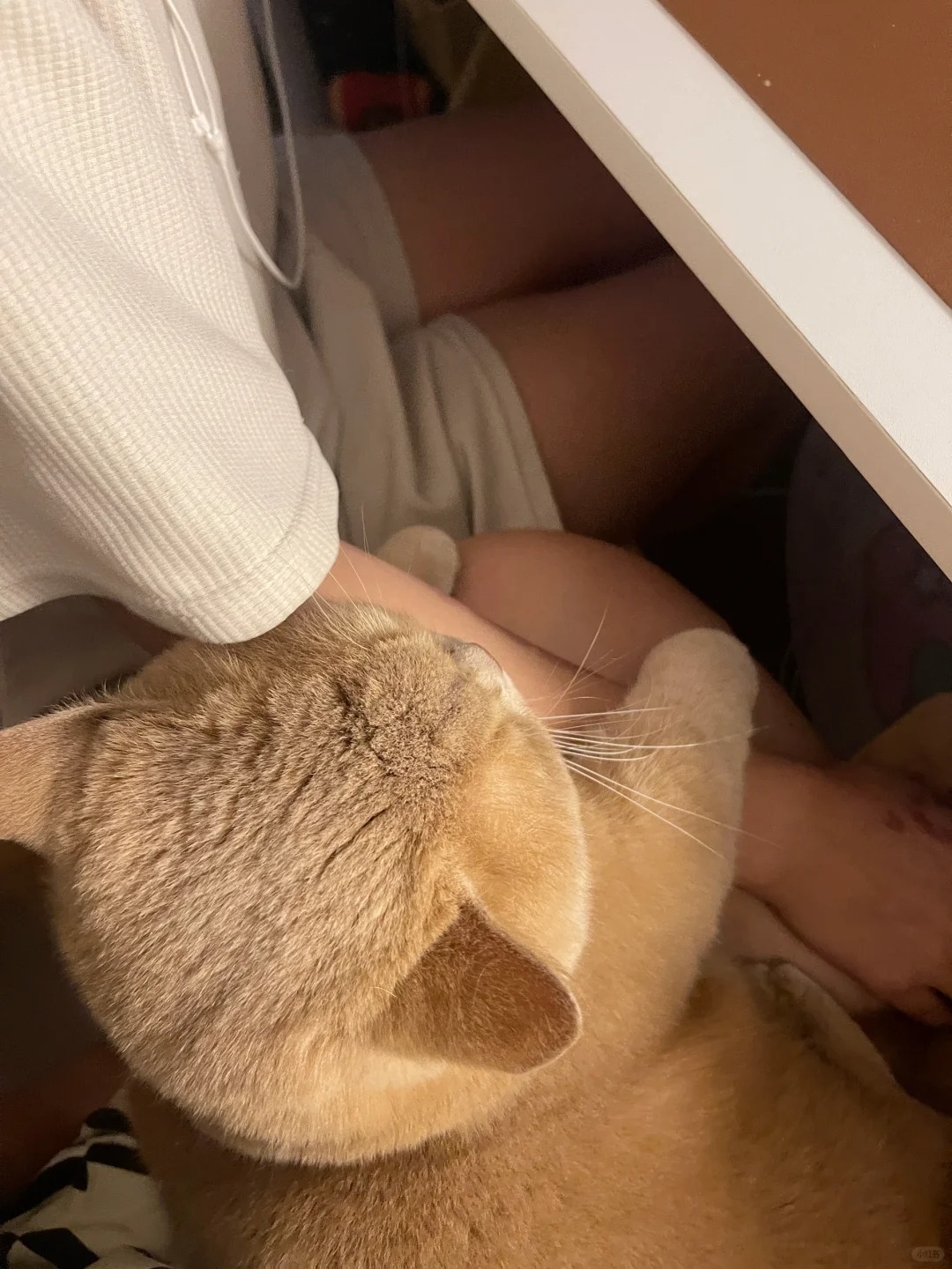 这个圆脑袋真的好粘人啊‼️
宝宝怎么这么黏人啊