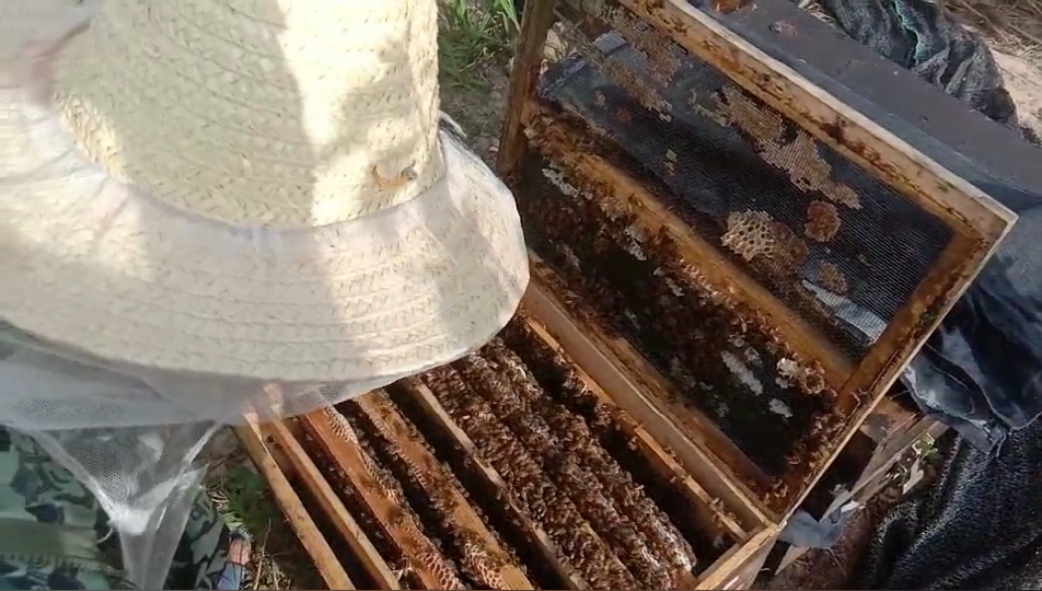 月初给蜜蜂喂糖水补充饲料，蜜蜂居然不吃