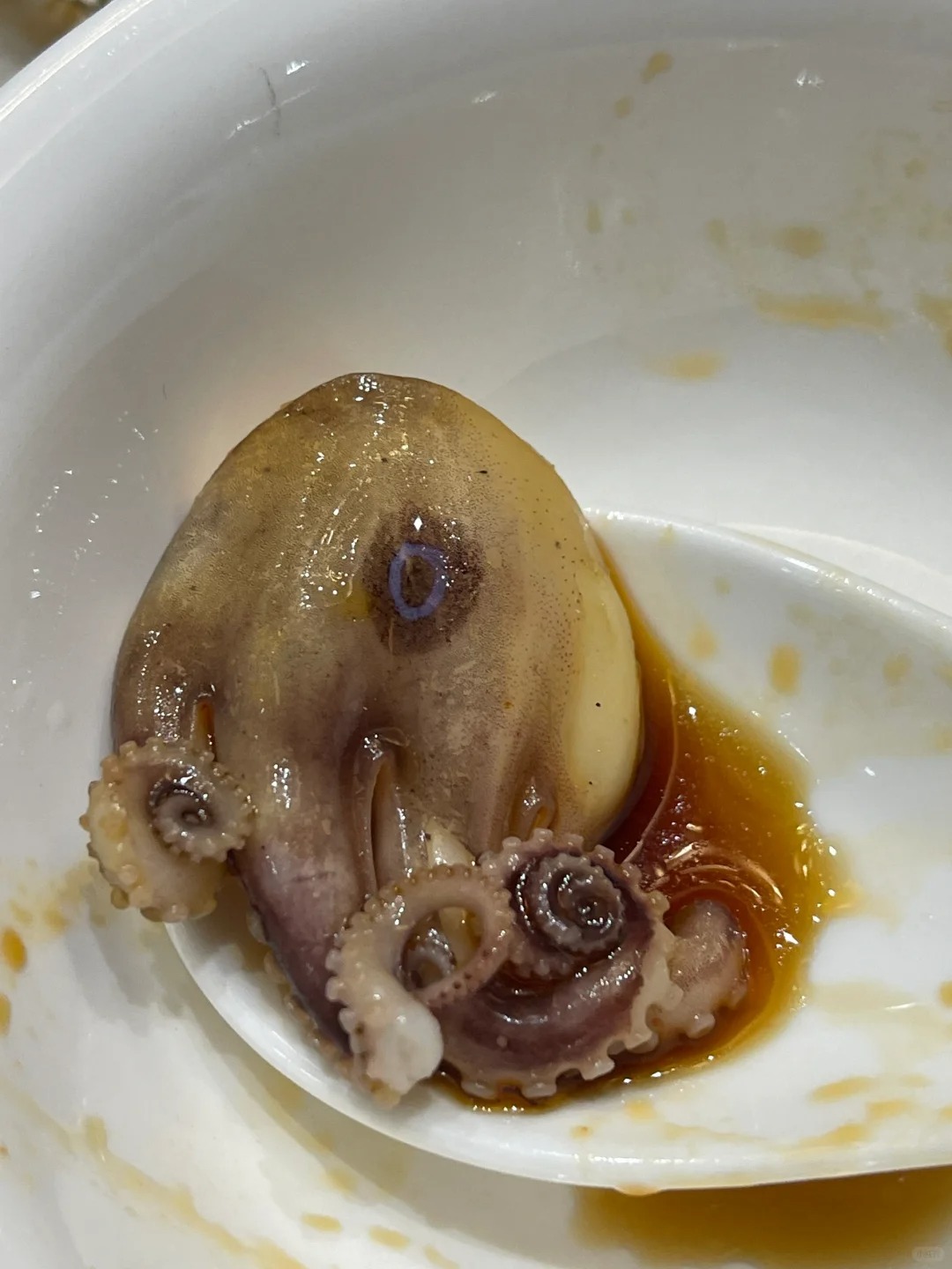 这是不是蓝环章鱼啊啊啊