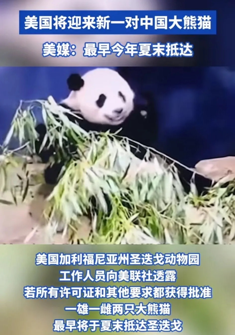 中国熊猫再次赴美引起网民愤怒！据美媒报道中国熊猫最快将于今年夏天赴美，入住加利福