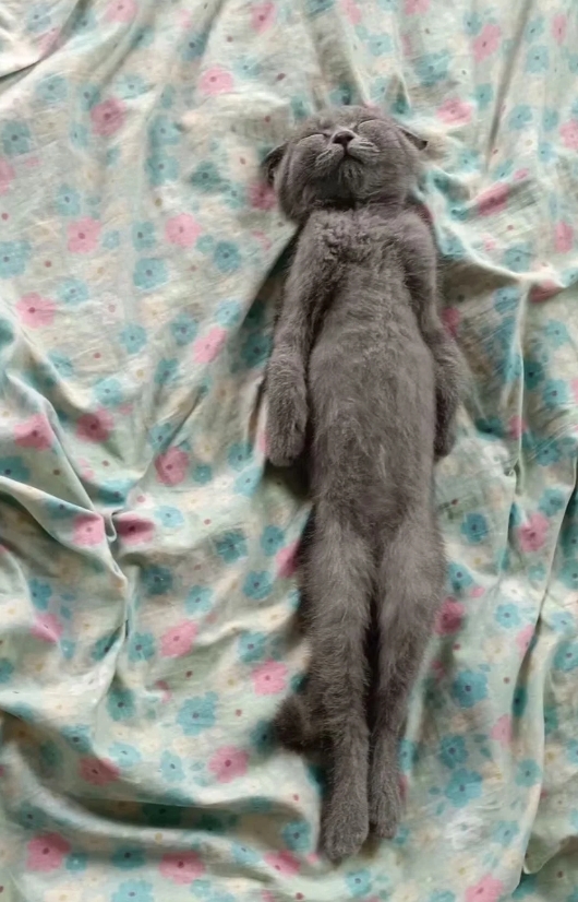 为什么我家的蓝猫这么瘦啊