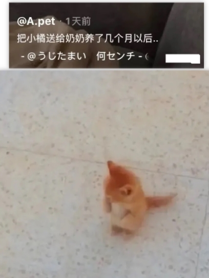 没有奶奶喂不胖的娃