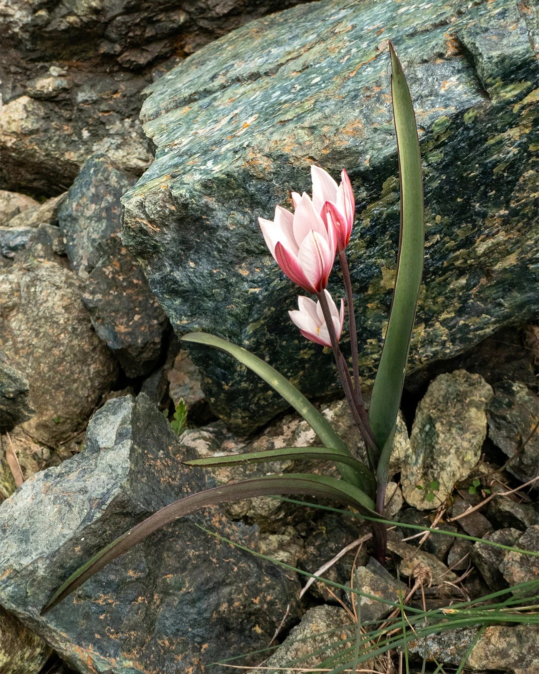 发现一颗野生郁金香小花🌱
中文名：克里特岛郁金香
拉丁文名：Tulipa cr