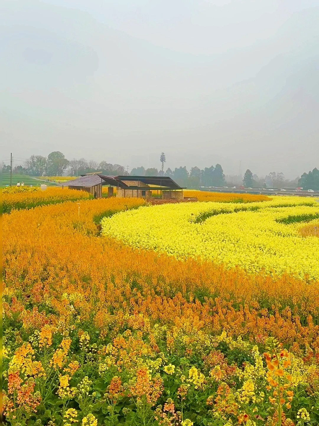 预测这是成都下一个要火的地方！！！
我愿称之为成都最美春天！！！
在三圣乡附近发