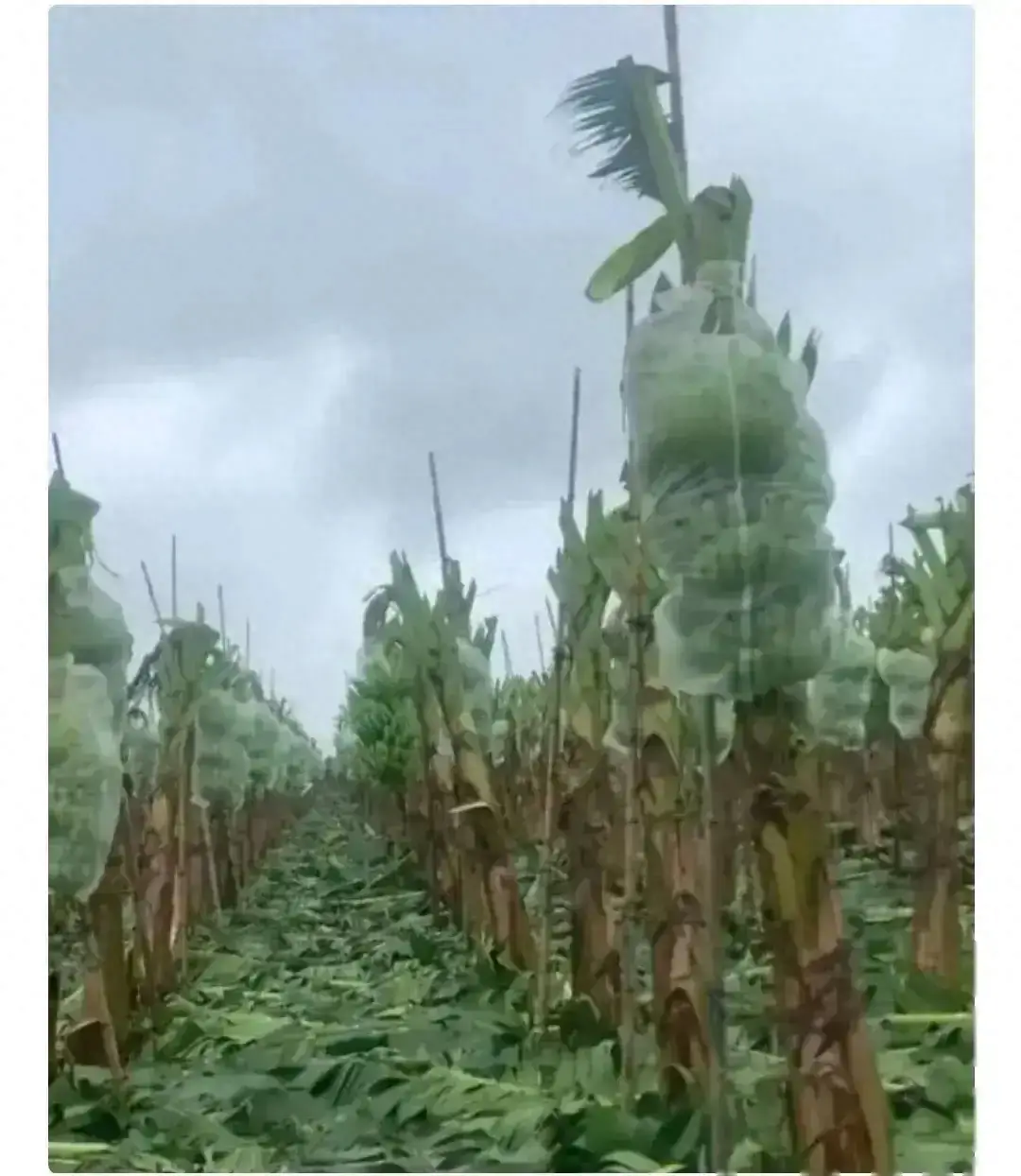 海南的一位香蕉种植户采取了一种非常手段来对抗台风“摩羯”——他砍掉了所有的叶子。