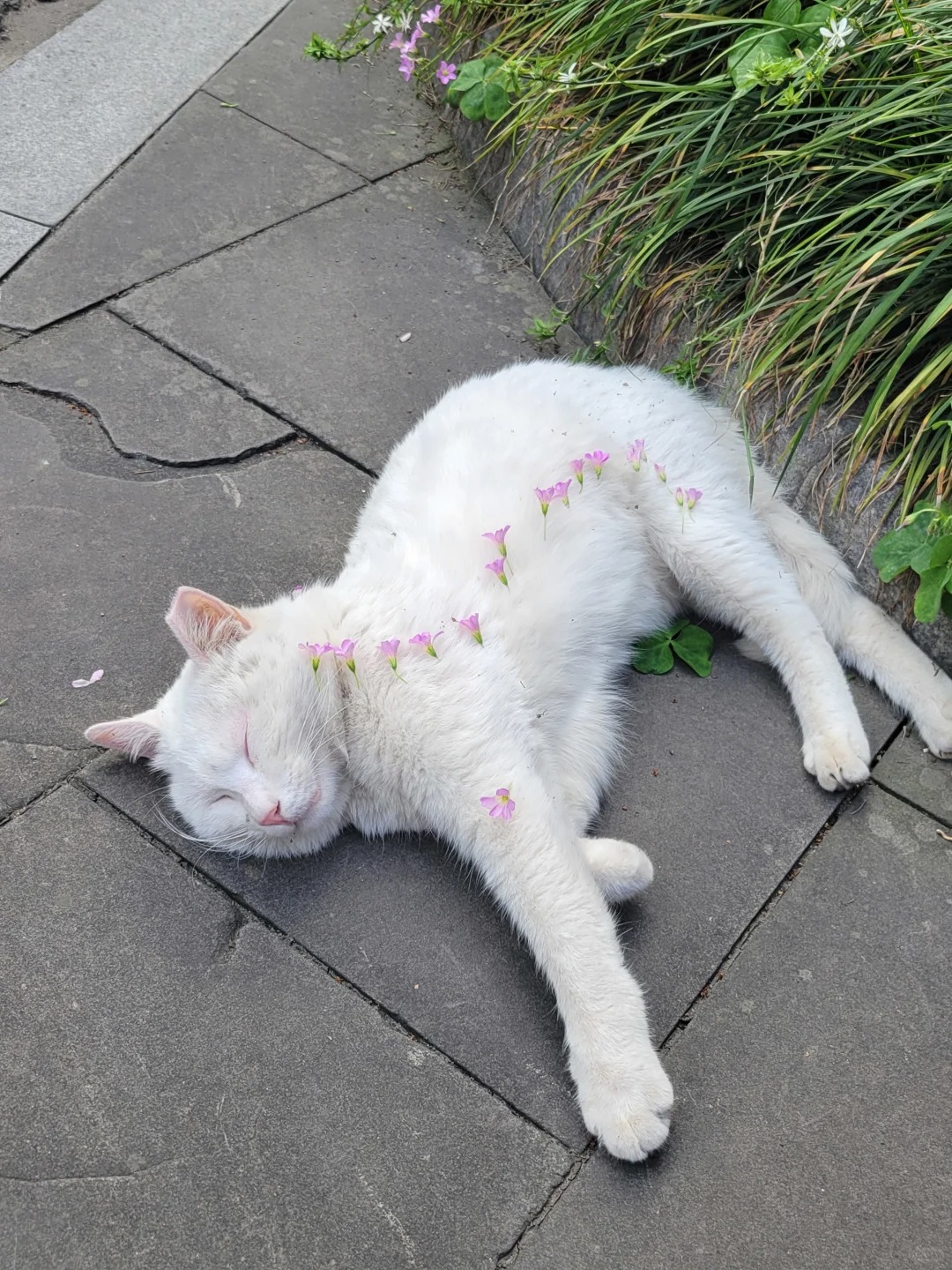 你怎么睡成这样呀
花花被盖猫猫