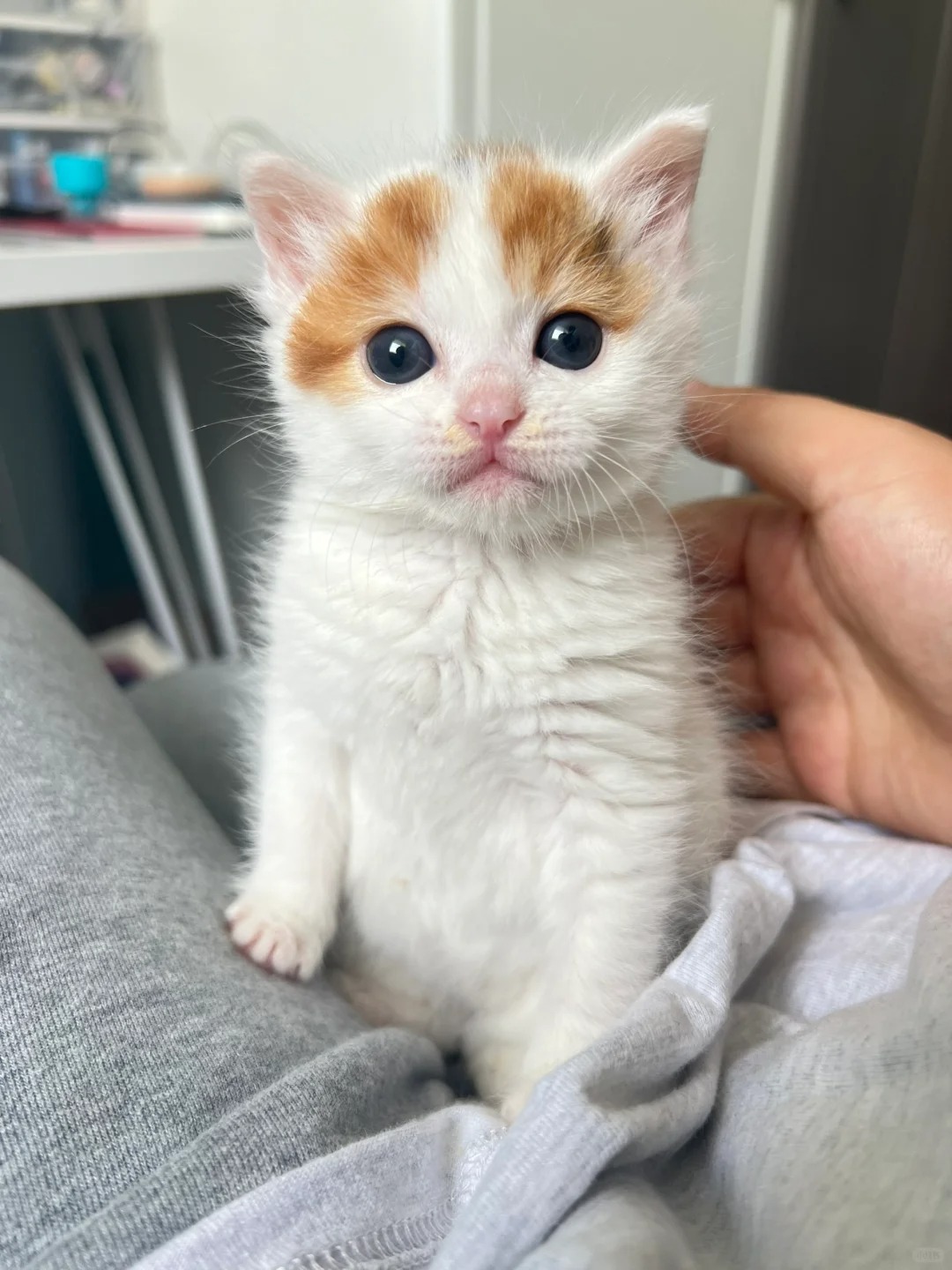 捡到小奶猫的第八天～
昨天小猫嚎叫的原因找到了 孩子是饿的在嚎叫。由于周末喂的有