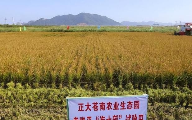 海水稻口感不好但国家大力发展

                        
