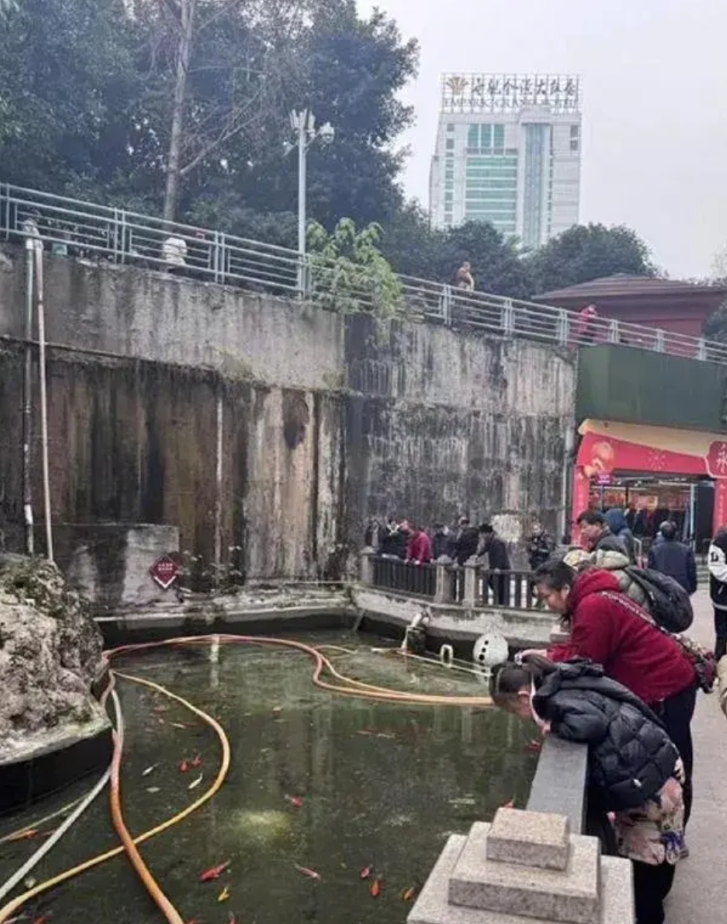 重庆李某毒死重庆锦鲤，这3个细节让人胆战心惊。

1、这人太坏了。就没过要留活口